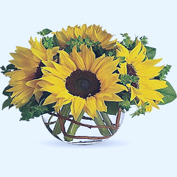 Sunny Sunflowers in Houston TX - Bokay Florist